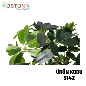 Ürün Küçük Görseli