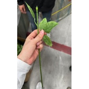 Ürün Küçük Görseli
