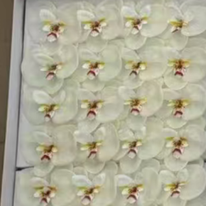 Ürün Küçük Görseli