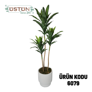 6079 MASSENGENA AĞACI 155CM