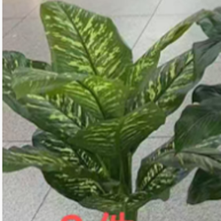 6213 DİFENBAHYA-39YAPRAK-180CM