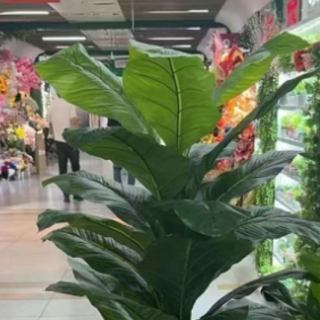 6214 DİFENBAHYA-39YAPRAK-180CM