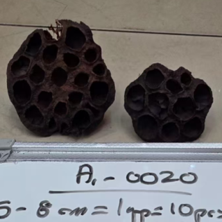 KURU LOTUS-(5-8CM)